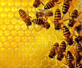 Pčele proizvode propolis