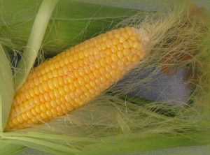 Kukuruzna svila u našem narodu poznata je i kao kukuruzni brkovi.