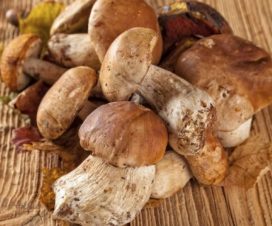 Kako znanstveni, tako i krugovi tradicionalne i alternativne medicine slažu se da su gljive izuzetno zdrava hrana koja ima mnoga ljekovita svojstva.