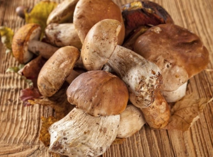 Kako znanstveni, tako i krugovi tradicionalne i alternativne medicine slažu se da su gljive izuzetno zdrava hrana koja ima mnoga ljekovita svojstva.